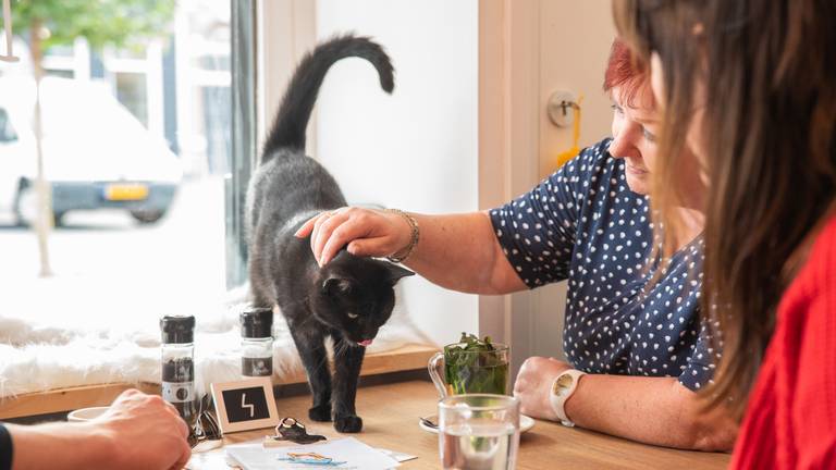 Een kop koffie en een vriendelijk kopje van de poes. (Foto: Kevin Cordewener)