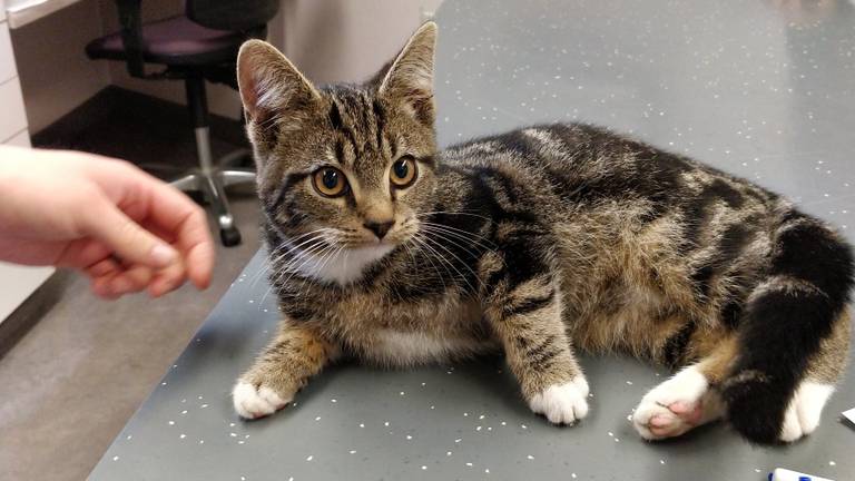 Het reislustige katertje. (Foto: Facebook Dierenartsenpraktijk De Meierij)