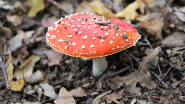 De herfst is mooi, maar dat vindt niet iedereen. (Foto: Jolanda Pelkmans)