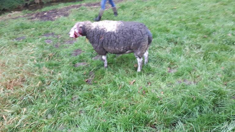 Een van de gewonde schapen. (Foto: Politie Waalwijk)