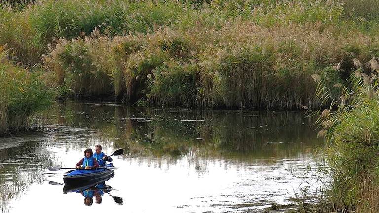 Het dier werd ontdekt in de Biesbosch. (Foto: Martha Kivits)