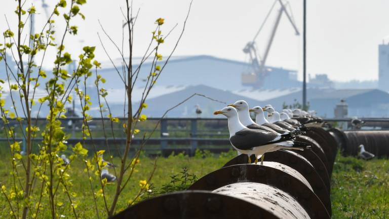 Fragment uit de Wild Port of Europe (Beeld: Veldkijker Films)