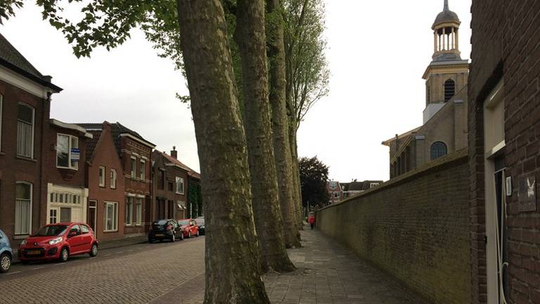 De negen eeuwenoude bomen die binnenkort gekapt worden in Steenbergen. (Foto: Raymond Merkx)