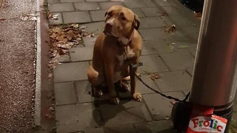 De gedumpte hond in Tilburg (Foto: Lowie Boer)