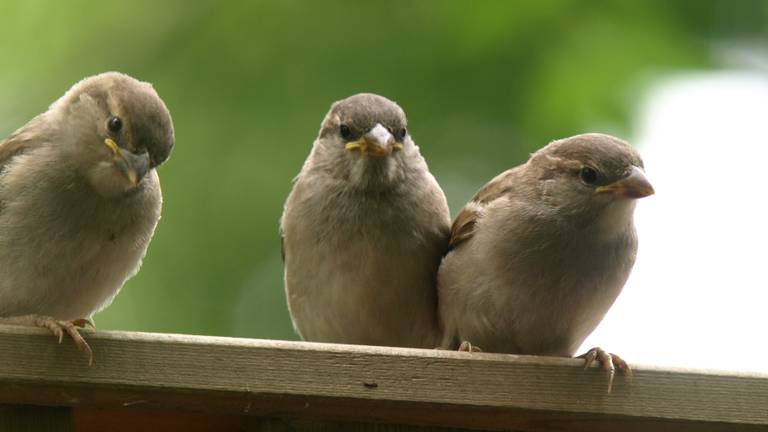 Ook de populatie huismussen nam matig af. (Foto: Jochem Sloothaak)