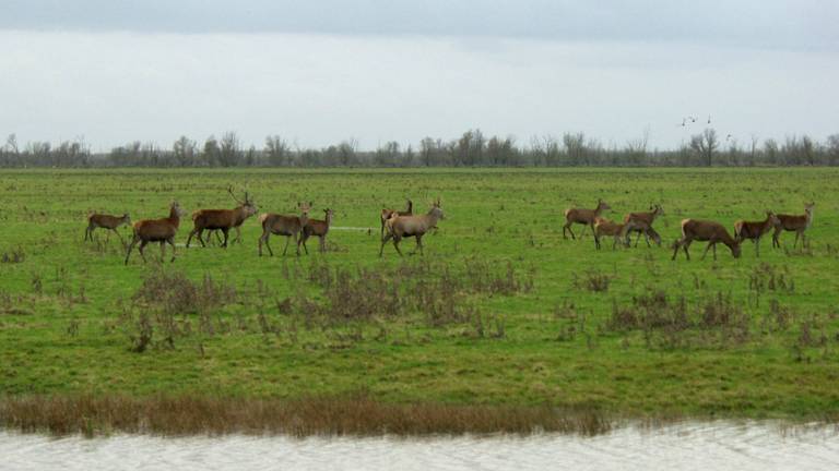 Edelherten bij de Oostvaardersplassen.