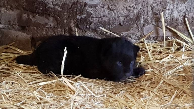 Het welpje maakt het goed. (Foto: BestZoo)