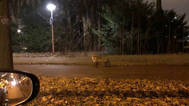 Jolanda kwam de vos rond halfeen 's nachts tegen. (Foto: Jolanda)