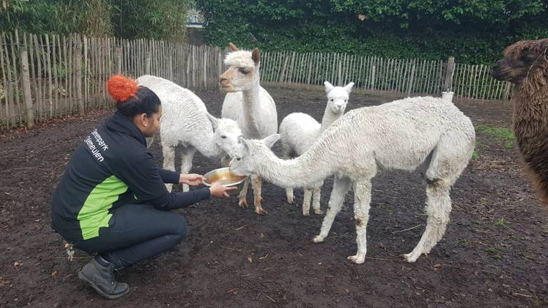 Als ze de dieren de verzorgers zien, geeft dat ze rust.