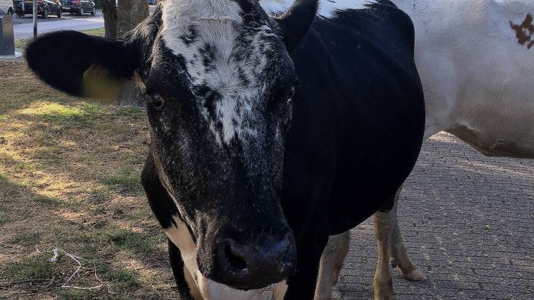 Boeren zijn het niet eens met de minister. (Foto: Omroep Brabant)