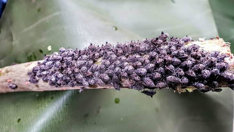 Dromedarisluizen (Foto: René van den Linden)