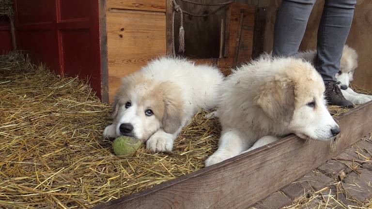 Kwestie Aanpassen Trottoir Pyrenese puppy's met een speciale missie: schapen beschermen tegen wolven -  Omroep Brabant