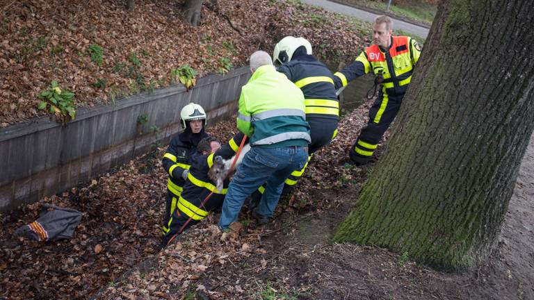 De ree lijkt niet gewond te zijn geraakt (Foto: Alexander Vingerhoeds/ Obscura Foto)