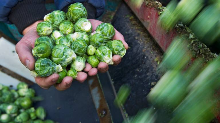 Nederlandse spruitjes zijn booming in het buitenland. (Foto: ANP)