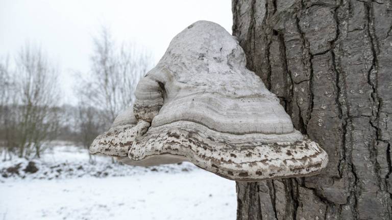 Een echte tonderzwam. (Foto: Noud de Greef)