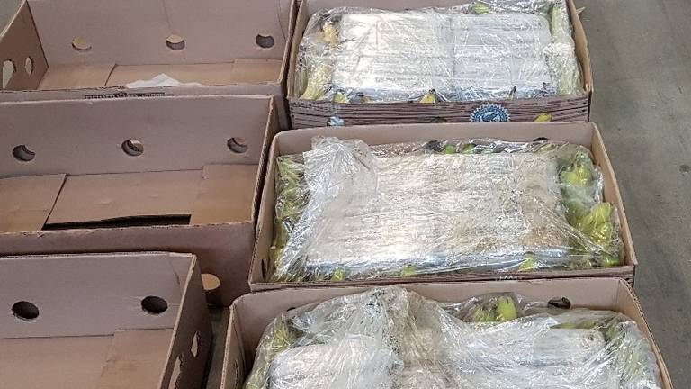 De cocaïne zat tussen de bananen. (Foto: politie)