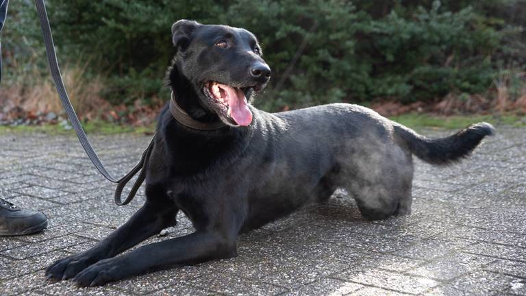 Politiehond Luna (foto: Kevin Cordewener)