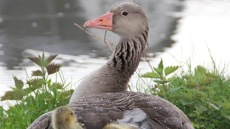 De grauwe gans mag niet zomaar meer worden afgeschoten.