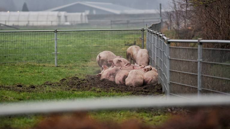 The day after: een aantal varkens die de brand overleefden. Een schrijnende en ontroerende foto, zo reageren mensen op Facebook (Foto: Toby de Kort/De Kort Media)