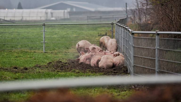 The day after: een aantal varkens die de brand overleefden. Een schrijnende en ontroerende foto, zo reageren mensen op Facebook (Foto: Toby de Kort)