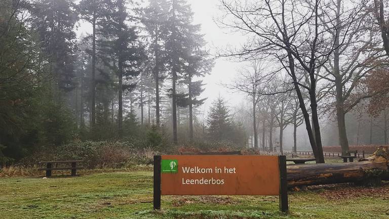 Het Leenderbos krijgt een nieuwe look. (Foto: Erik Schram, Staatsbosbeheer)