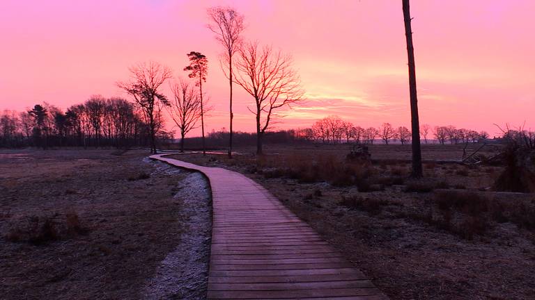 Het vlonderpad dat door het natuurgebied loopt.