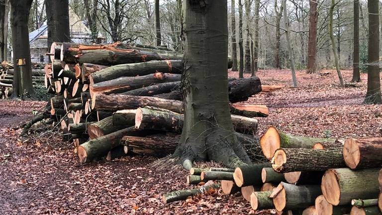 Op het landgoed werden volgens de gemeente te veel bomen gekapt.