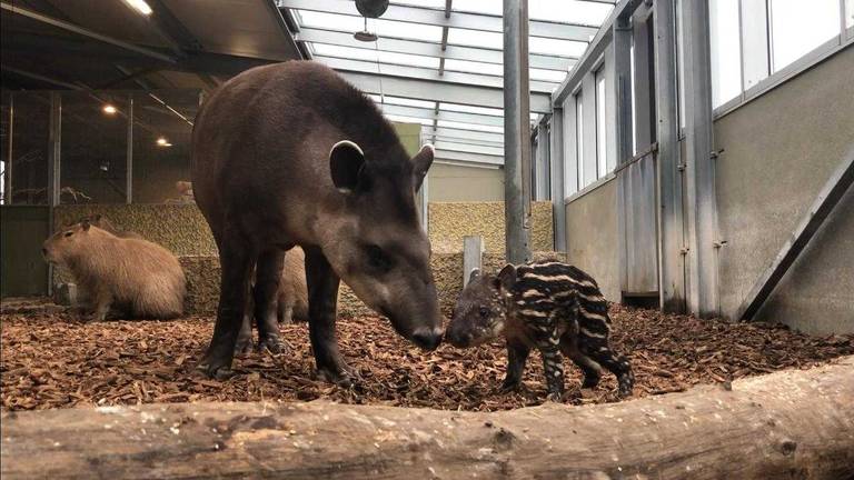 Tapir Joep vlak na zijn geboorte. (Foto: Zie-Zoo)