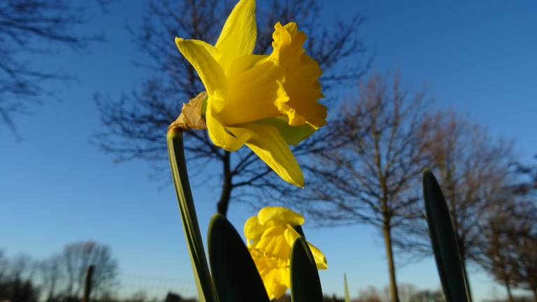 Het wordt weer fraai lenteweer dit weekend. (Foto: Willem van Nunen)