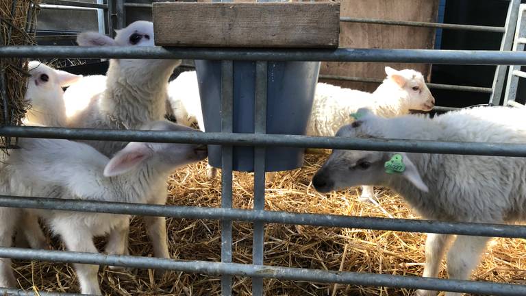 De afgelopen weken zijn er honderden lammetjes geboren op een schapenboerderij in Loon op Zand (Foto: Imke van de Laar)