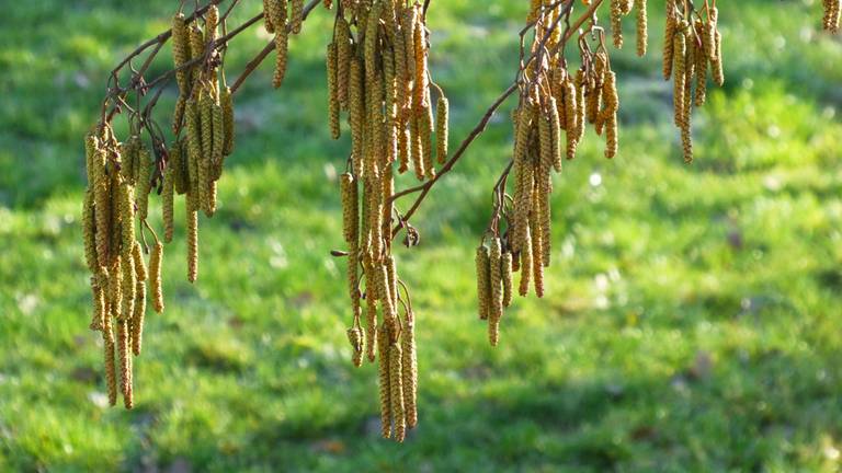 De hazelaar zorgt voor hooikoorts (foto: Peter van der Schoot)