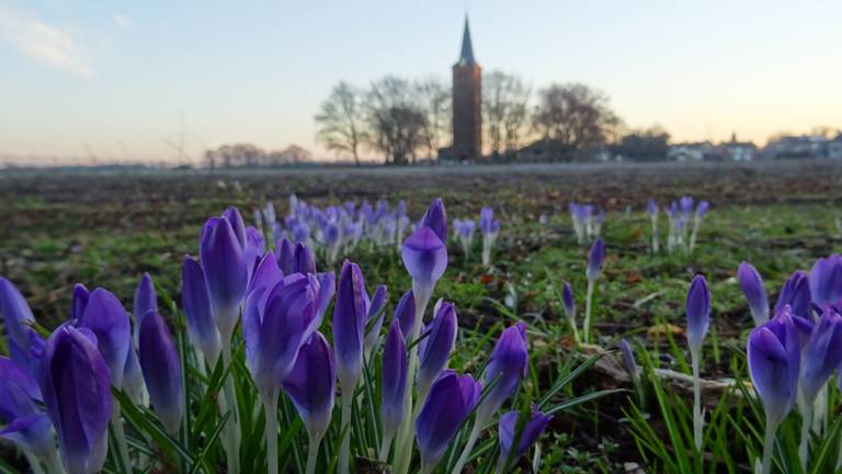 Het is lente! (Foto: Willem van Nunen)