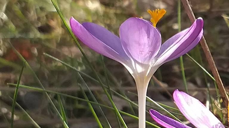 De krokus. (Foto Heleen Verduyn)