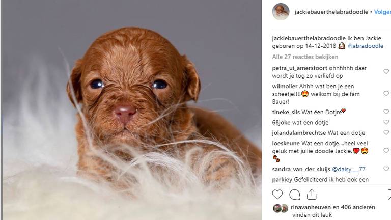 Het nieuwe gezinslid van de familie Bauer. (Foto: Instagram)