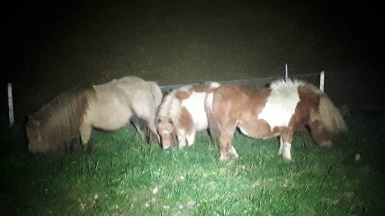 De ontsnapte pony's in Berghem. (Foto: politie)