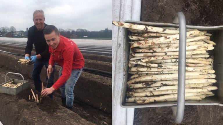 Jan, zijn zoon en de asperges (foto: Carmen Berkers)