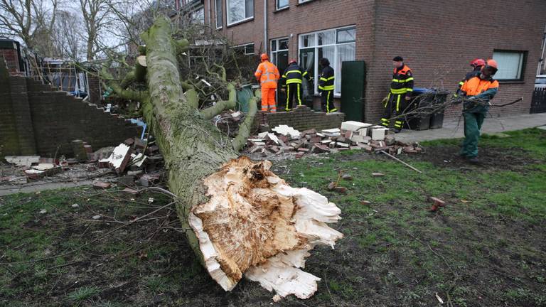 Boom valt om in meerdere tuinen in Roosendaal (foto: Christian Traets)