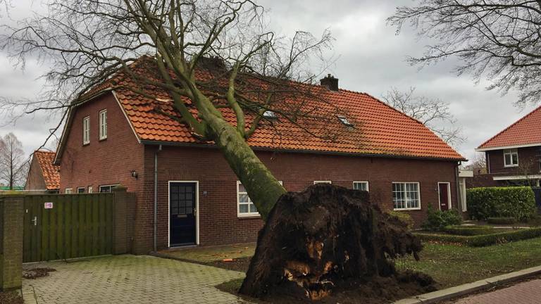 Boom kan de storm niet aan en valt op huis in Deurne (Foto: Martien van Dam/ SQVision).