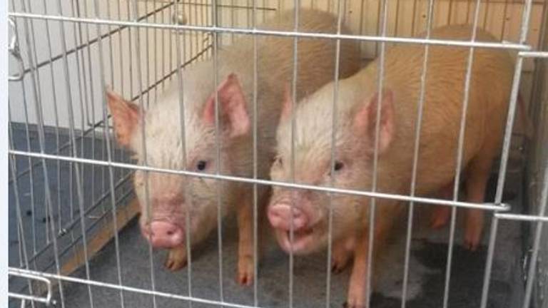 Wim en Frank zitten samen in Ravestein waar ze voorlopig opgevangen worden. (Foto: Regionaal Dierenopvangcentrum Ravestein)