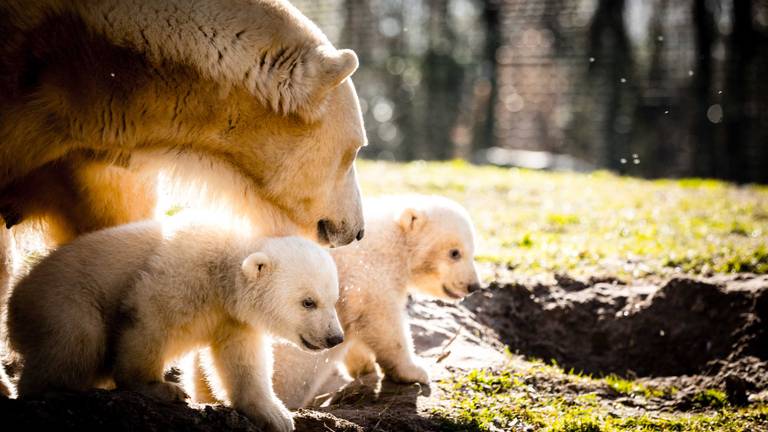 De jonge ijsbeertjes in Dierenrijk (foto: Rob Engelaar)