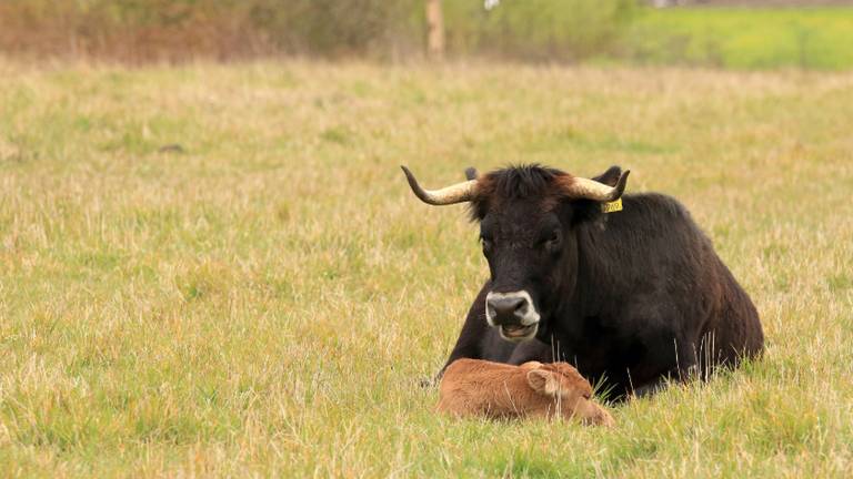 Een tauros met haar jong in de Maashorst. Foto: archief.