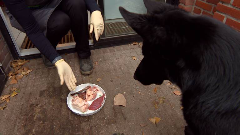 Ingrid geeft les in voor honden: 'Mensen zijn bang iets verkeerds klaar te maken' - Omroep Brabant