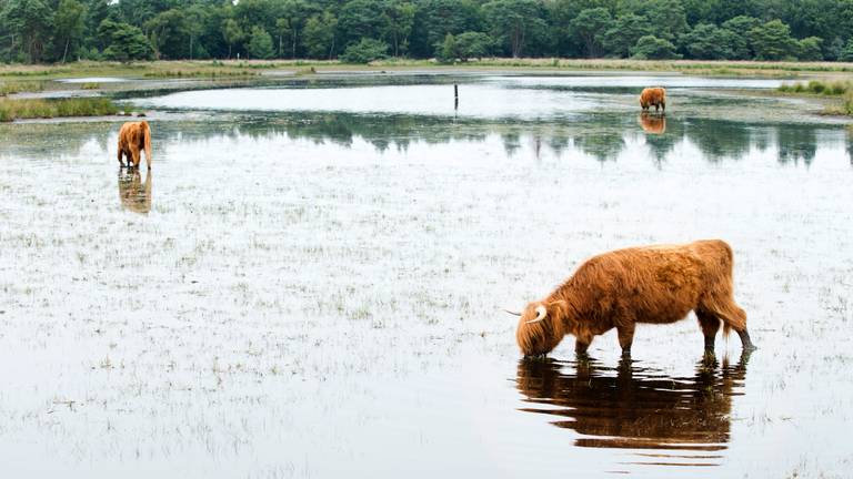 Schotse Hooglanders grazen op de Strabrechtse Heide (Heeze) in het water. (Foto: ANP)