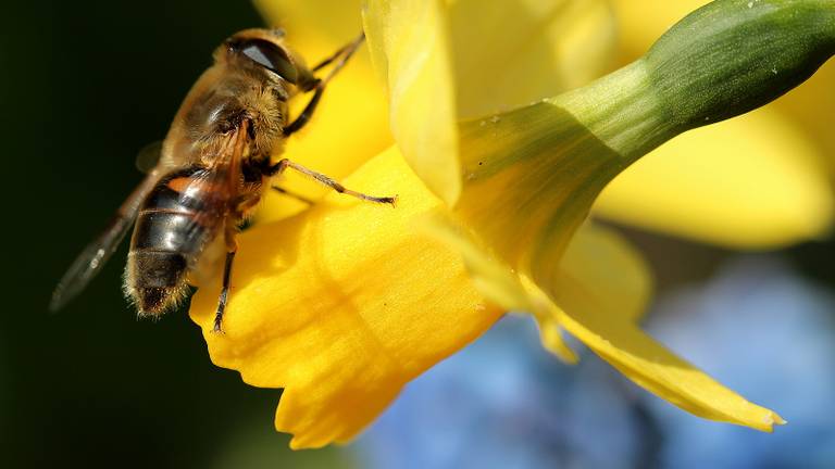 (Foto: Lida Verkade, Heesbeen)