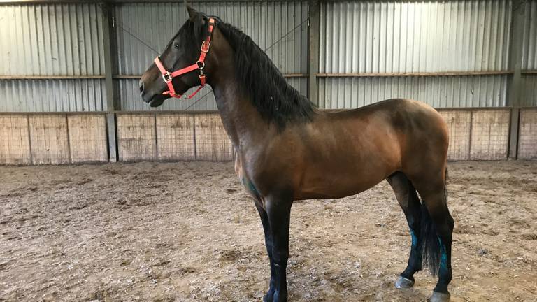 Hechicero van Désiree van Wijk is één van de paarden die is verdwenen (Foto: Désiree van Wijk).