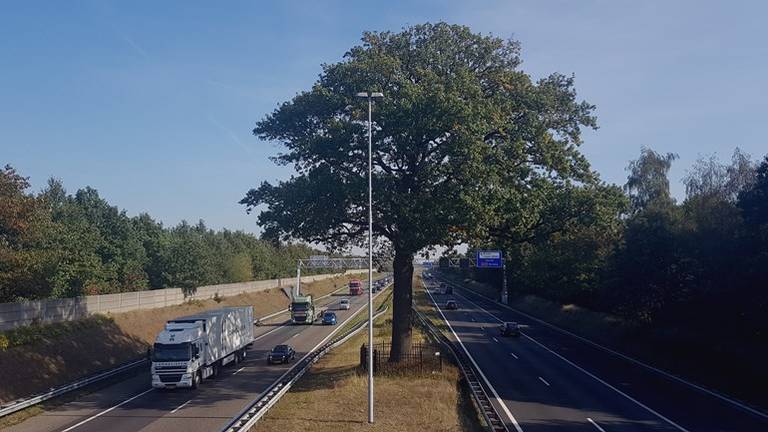 De troeteleik op de A58 bij Ulvenhout.