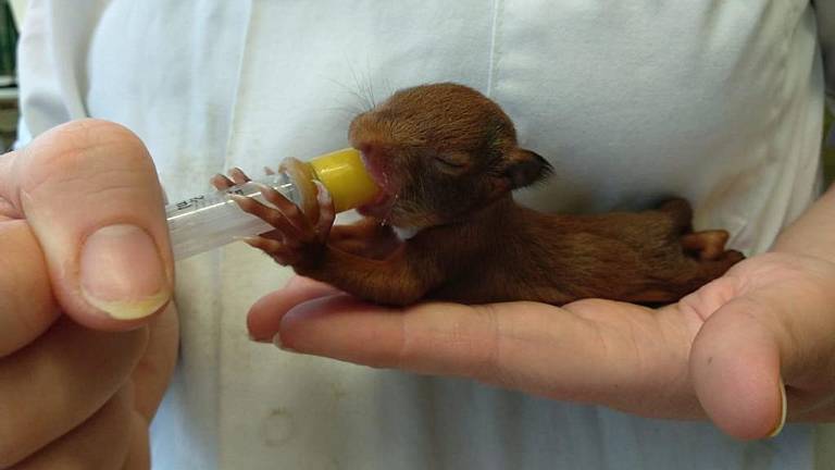 Een van de baby-eekhoorntjes in Zundert. (Foto: Diwi Nieboer)