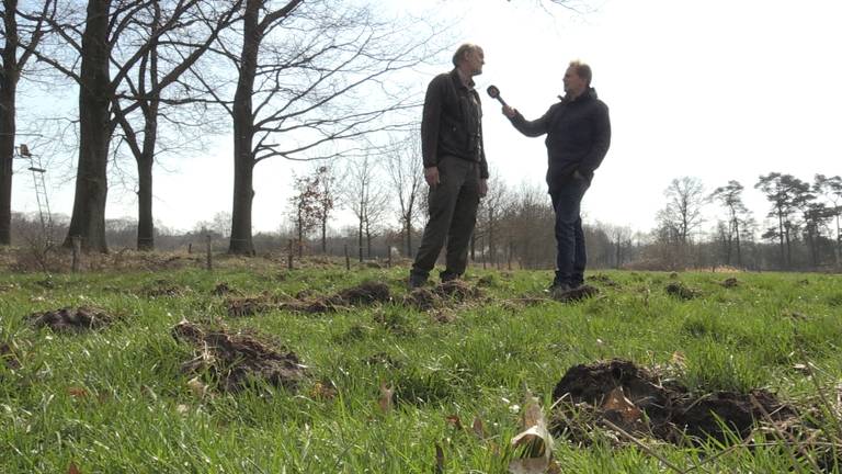 Boswachter Mari de Bijl laat zie hoe een akker eruit ziet na de komst van wilde zwijnen.