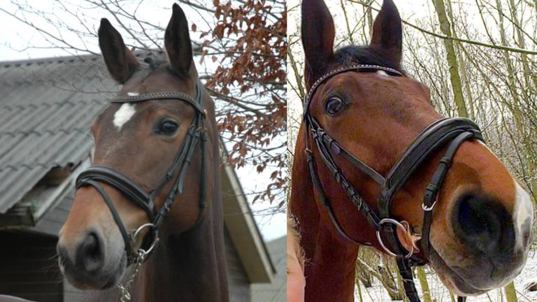 Dancing Brave (l) en Belle Amie. (foto's: Hilde Bowe& Frans Klos)