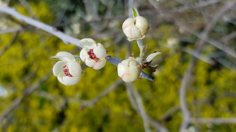 Het is volop lente! (Foto: Sandra Kagie)